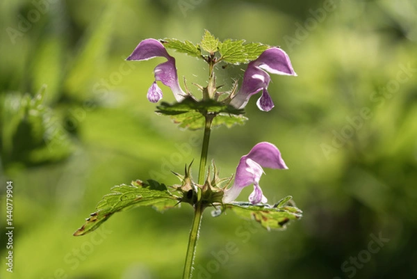 Fototapeta Gefleckte Taubennessel