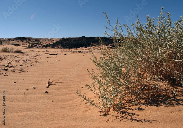 Fototapeta desert bush