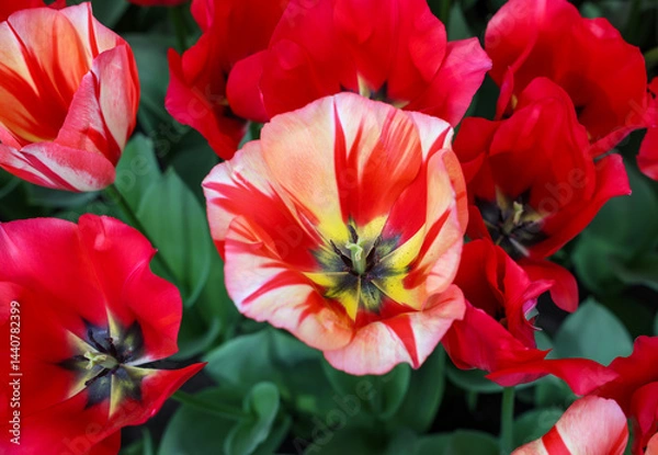 Fototapeta Red tulip called Spryng Break mix, Triumph group. Tulips are divided into groups that are defined by their flower features