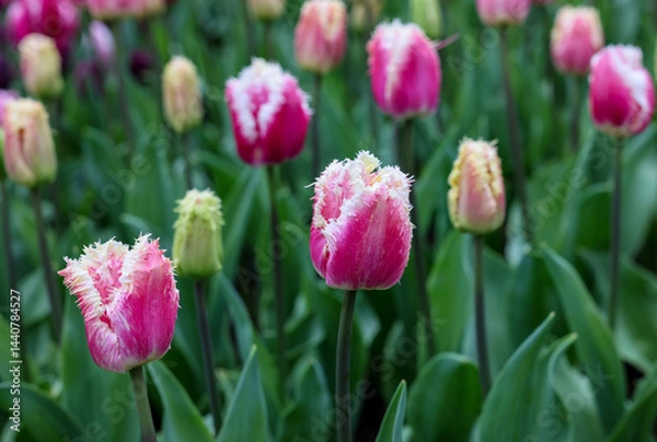 Fototapeta Colorful tulip called Hawai. Fringed group. Tulips are divided into groups that are defined by their flower features