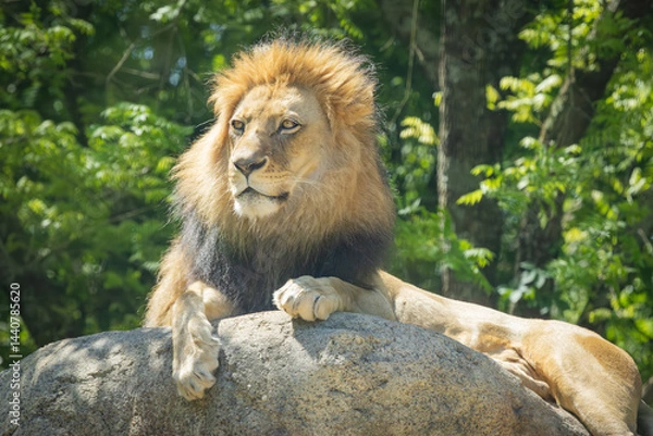 Obraz An African Male Lion seen here at the zoo. Weighing up to 550 pounds male lions are carnivorous predators, are larger than female lions, and grow a large mane. Lions form prides and protect territory.