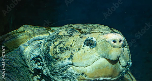 Obraz Alligator Snapping Turtle can live up to 70 years in the wild and is native to the Southeast and midwest United States. An aquatic animal that lives in ponds and more defensive than aggressive.