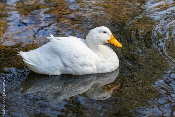 Obraz American Pekin White Duck in a zoo pond. A domesticated duck Imported from China in the nineteenth century. A breed related to the Mallard Duck.