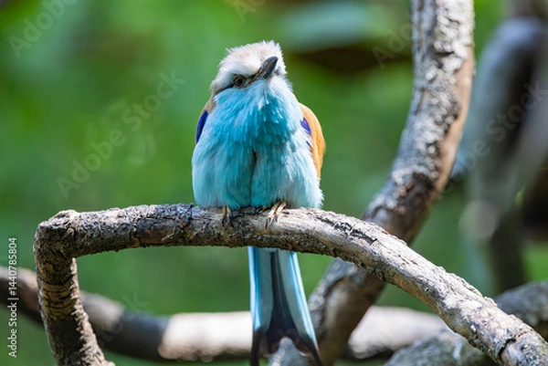 Obraz The Racket-tailed Roller sitting on a branch at a zoo aviary. A forest woodland bird that hunts insects and ranges widely throughout South-east Africa.