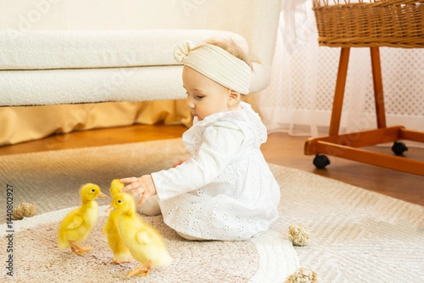 Fototapeta Adorable baby girl in white dress sitting in a bright, airy room, playing with fluffy ducklings. Soft natural light, cozy atmosphere, heartwarming and cute childhood moment