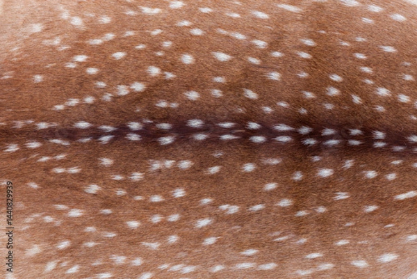Obraz Spotted fur background,of an adult axis deer from Texas