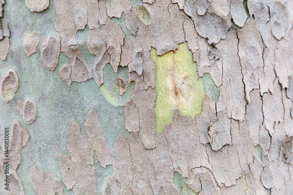 Fototapeta The bark of a tree has a rough, textured surface with a mix of green