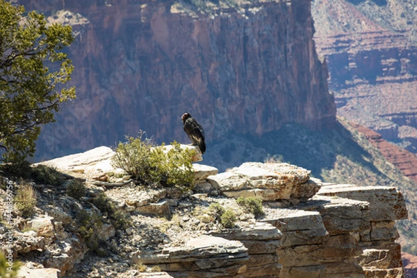 Obraz California condor looking into the Grand Canyon