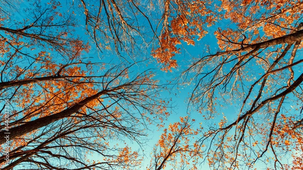 Obraz Autumn background with tree crowns against blue sky in the sunny day.