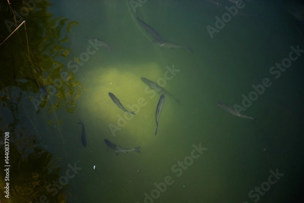 Fototapeta Fish are swimming peacefully in the clear lake waters of Krka national park, a beautiful and protected area in Croatia, known for its stunning waterfalls and diverse ecosystem