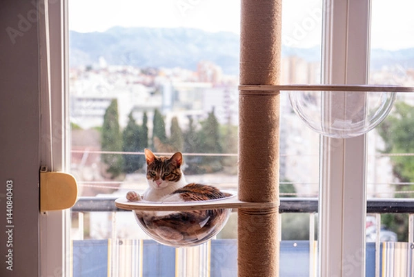Fototapeta A cozy tabby cat Sleeping, lounges in a transparent bubble bed attached to a modern cat tree by a window with a city view.