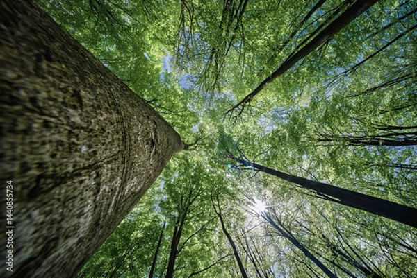 Fototapeta A Stunning and Captivating View of Lush Green Treetops and Beautiful Sunlight from Below