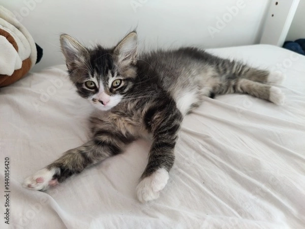 Obraz Cute little cat lying on the bed - sleepy kitten 
