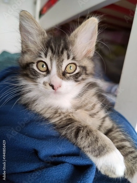 Obraz Cute little cat portrait