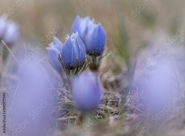 Fototapeta Blueish violet colored prairie crocus with an out of focus colored foreground
