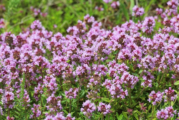 Fototapeta Thyme (Thymus serpyllum) blooms in nature