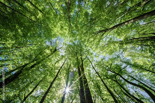 Fototapeta An Exquisite and Beautiful Scenic Canopy View of Lush Green Trees Beneath a Bright Blue Sky