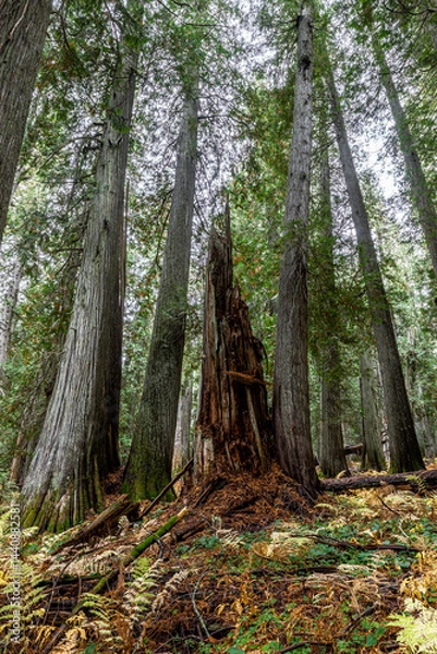 Obraz Western Red Cedar Trees (Thuja plicata) in the Hobo Cedar Grove Botanical Area, ID