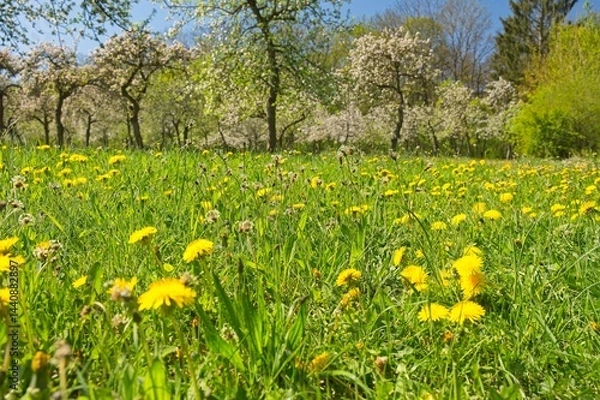Obraz meadow with dandelion flowers in spring in thuringia