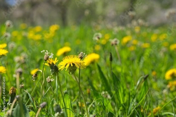 Obraz beautiful dandelion flower in spring