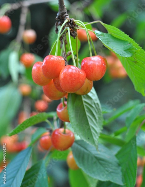 Fototapeta On a tree branch, ripe berries sweet cherry (Prunus avium)