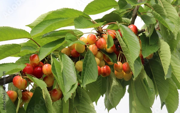 Fototapeta On a tree branch, ripe berries sweet cherry (Prunus avium)