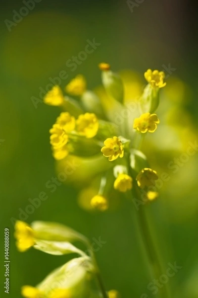Fototapeta macro of cowslip flowers on a meadow in thuringia in spring