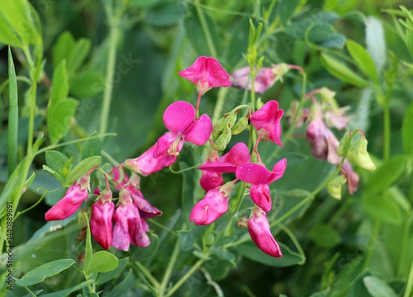 Fototapeta Lathyrus tuberosus grows in the field among the grasses in summer