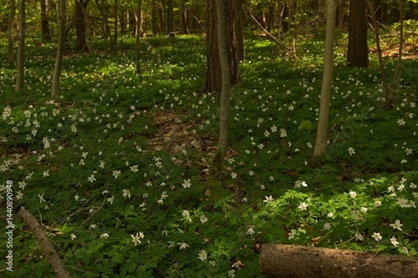 Obraz wood anemone flowers in a forest in spring