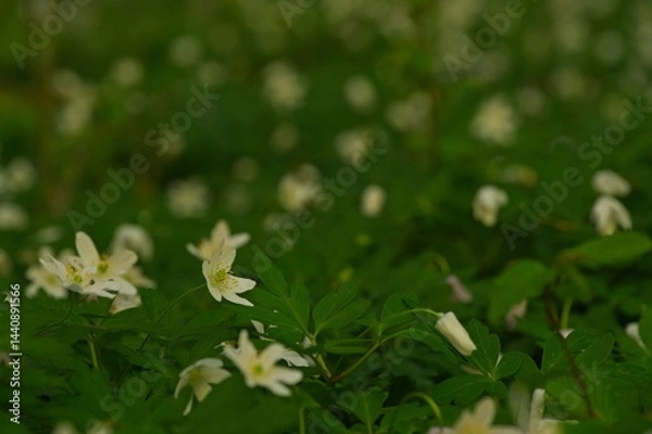 Obraz wood anemone flowers in a forest in spring