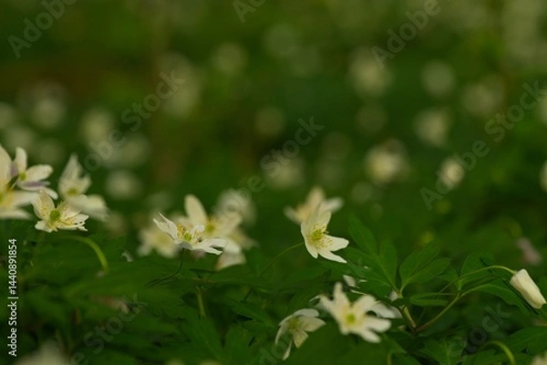 Obraz wood anemone flowers in a forest in spring