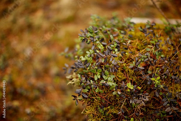 Fototapeta Брусника на поросшем мхом пне