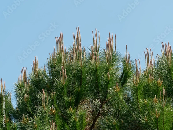 Obraz Pin en gros plan et ciel bleu