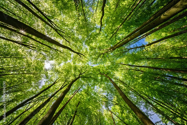 Fototapeta An Exquisite and Beautiful Scenic Canopy View of Lush Green Trees Beneath a Bright Blue Sky