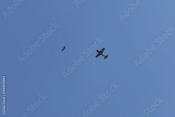 Obraz petit avion et oiseau volants dans un ciel bleu