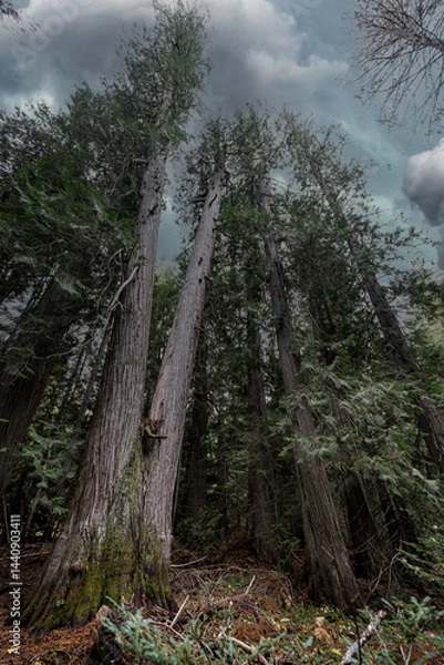 Obraz Western Red Cedar Trees (Thuja plicata) in the Hobo Cedar Grove Botanical Area, ID
