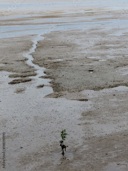 Obraz Arenal en Cairns