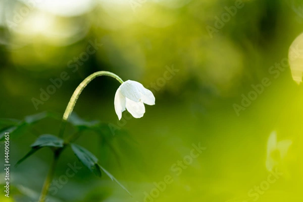 Fototapeta macro photo of  beautiful alone isolated spring primrose in the forest against the backdrop of the rising sun, blurred background
