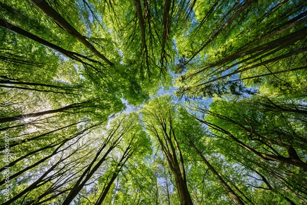 Fototapeta An Exquisite and Beautiful Scenic Canopy View of Lush Green Trees Beneath a Bright Blue Sky