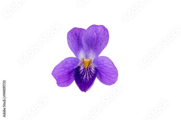 Obraz Wild violet flower isolated on a white background.