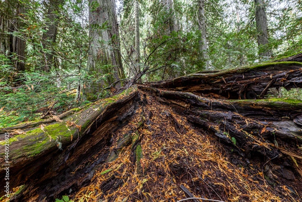 Obraz Western Red Cedar Trees (Thuja plicata) in the Hobo Cedar Grove Botanical Area, ID