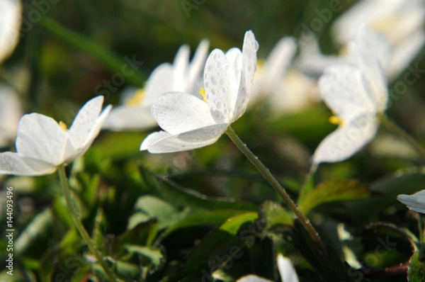 Fototapeta Buschwindröschen