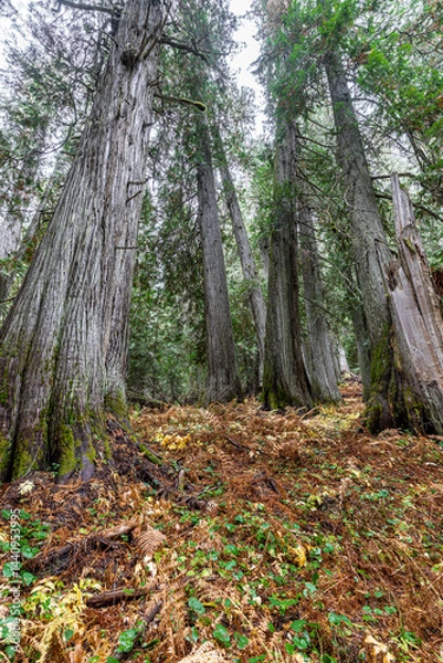 Obraz Western Red Cedar Trees (Thuja plicata) in the Hobo Cedar Grove Botanical Area, ID