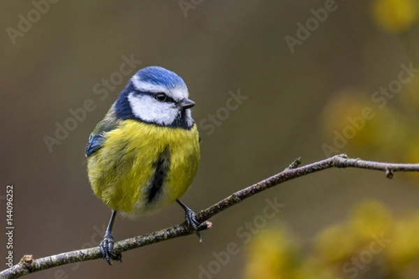 Fototapeta Springtime blue tit