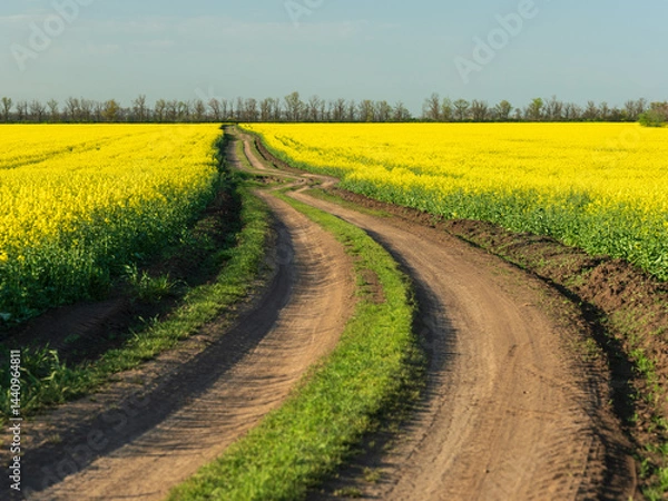 Obraz ground road between two rapeseed fields under blue sky in spring day