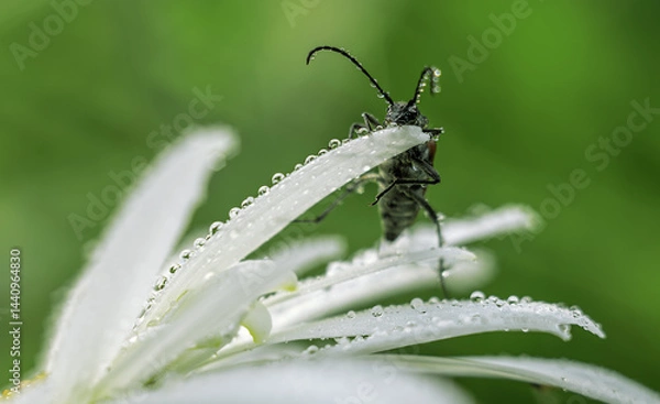 Obraz A woodcutter barbel beetle with long antennae on a white flower.Photo of a beetle in dewdrops on a chamomile flower.