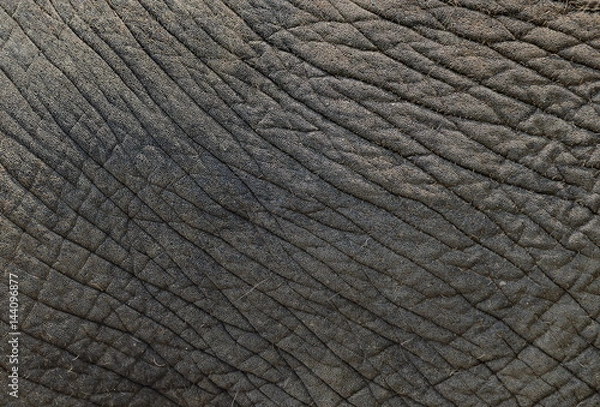 Obraz Skin elephant texture.