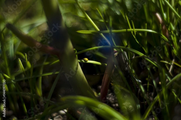 Fototapeta Yellow Ladybug