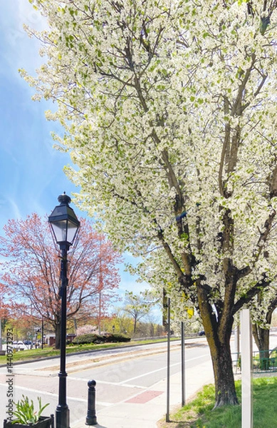 Fototapeta View of the suburban hamlet of Chappaqua, Westchester County, New York, in spring with a flowering Bradford pear tree, Pyrus calleryana in bloom in springtime.
