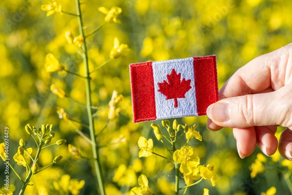 Obraz Canada agriculture. concept of agricultural industry, import and production of food and biofuel, blooming canola field and Canadian flag. close up